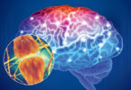Estudian bases biofísicas sobre la comunicación neuronal