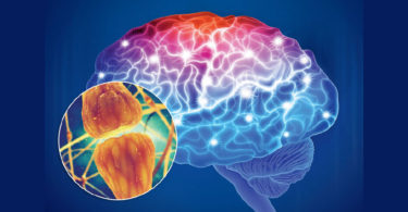 Estudian bases biofísicas sobre la comunicación neuronal