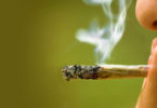 Amparos para todos para uso lúdico y recreativo de marihuana