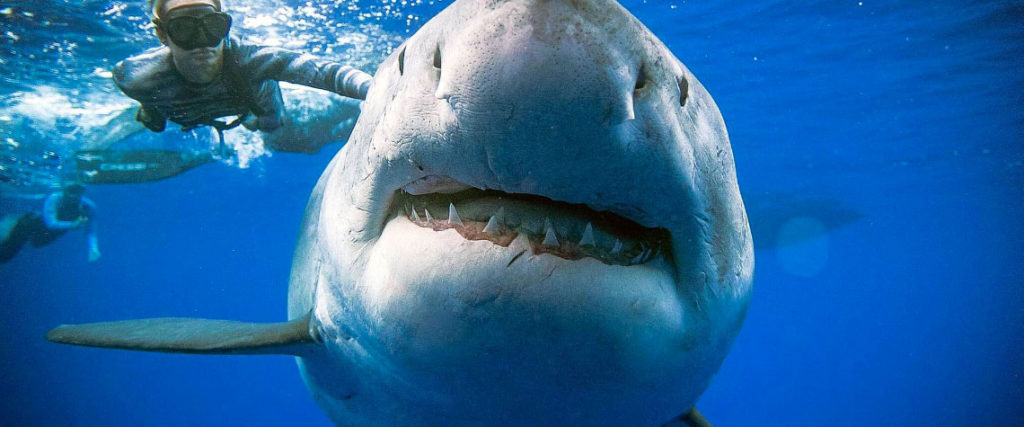 Investigan cómo el tiburón podrá ayudar a salvar vidas humanas