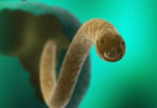 Preparan vacuna contra cisticercosis