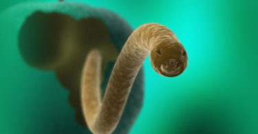 Preparan vacuna contra cisticercosis