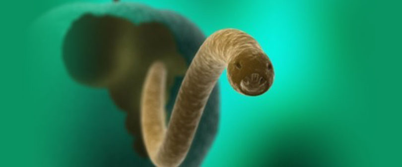 Preparan vacuna contra cisticercosis