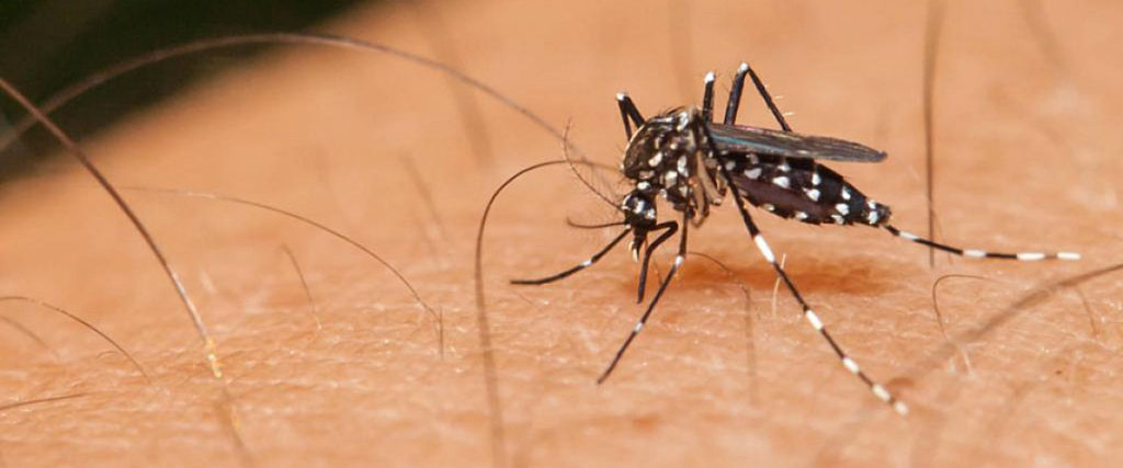 Crecen casos de dengue en México al 250 por ciento