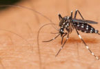 Crecen casos de dengue en México al 250 por ciento
