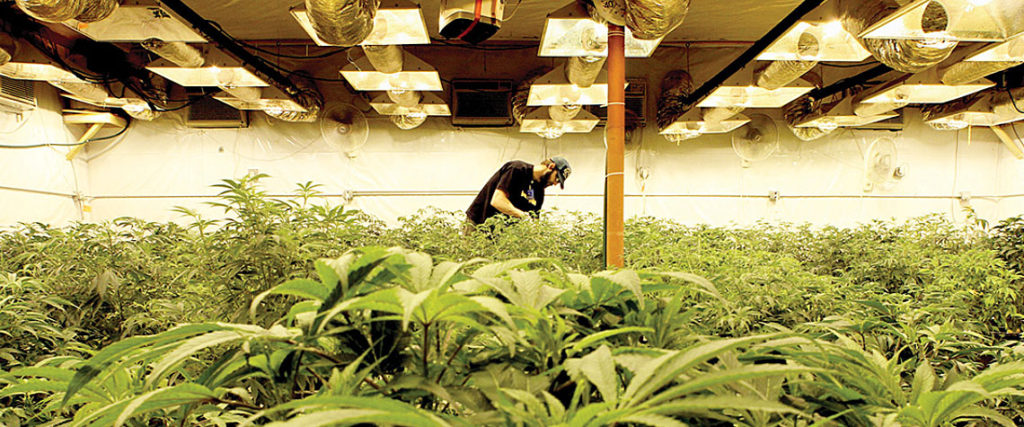 Dicta Secretaría de Salud lineamientos para la regulación de la Cannabis