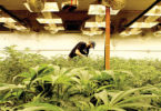 Dicta Secretaría de Salud lineamientos para la regulación de la Cannabis