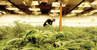 Dicta Secretaría de Salud lineamientos para la regulación de la Cannabis