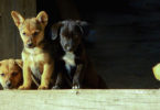 Esterilización, una acción indispensable