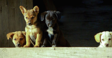Esterilización, una acción indispensable