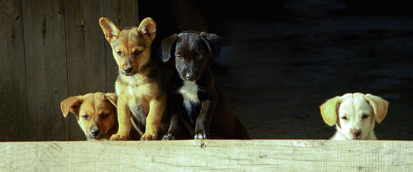 Esterilización, una acción indispensable