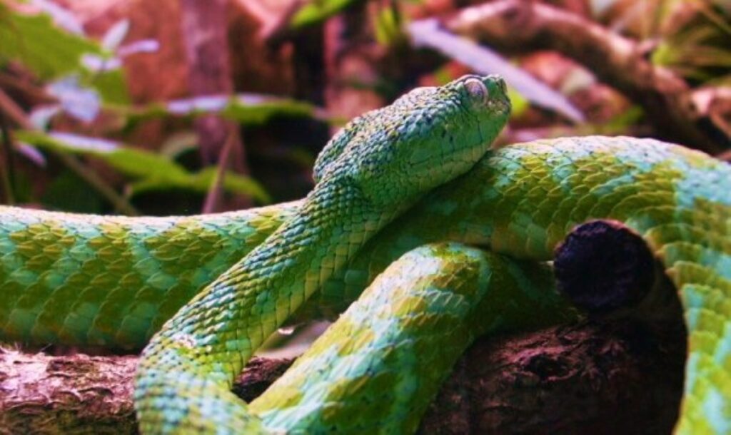 Nauyaca en Chiapas_Antimio Cruz