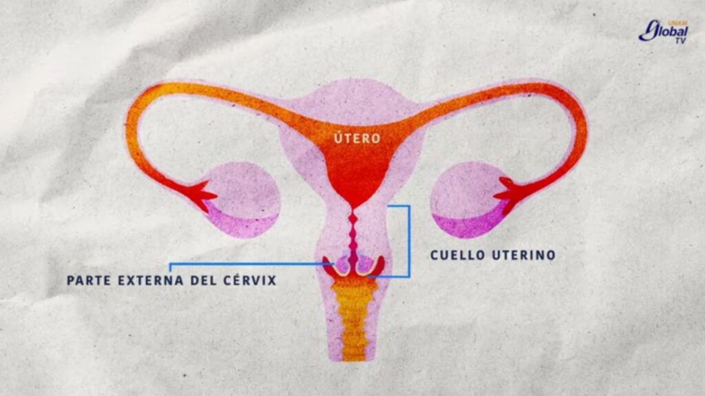 Esquema del cuello uterino_UNAM Global