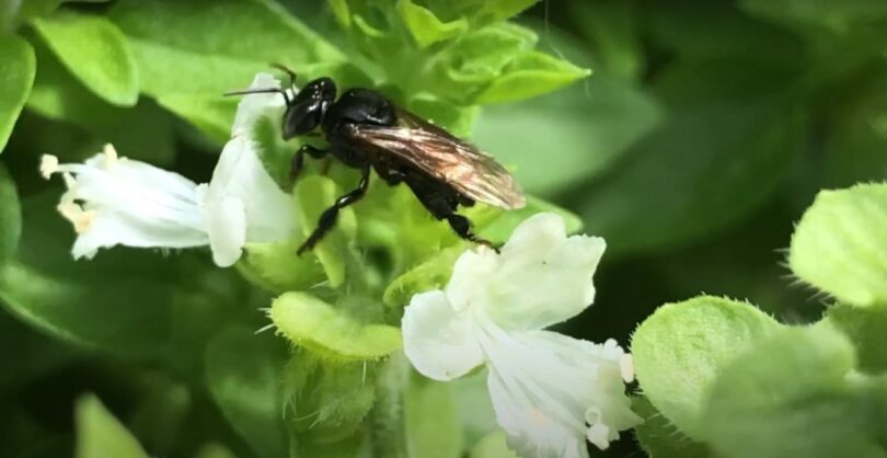 Abeja nativa Scaptotrigona mexicana_Antonio Frutis García