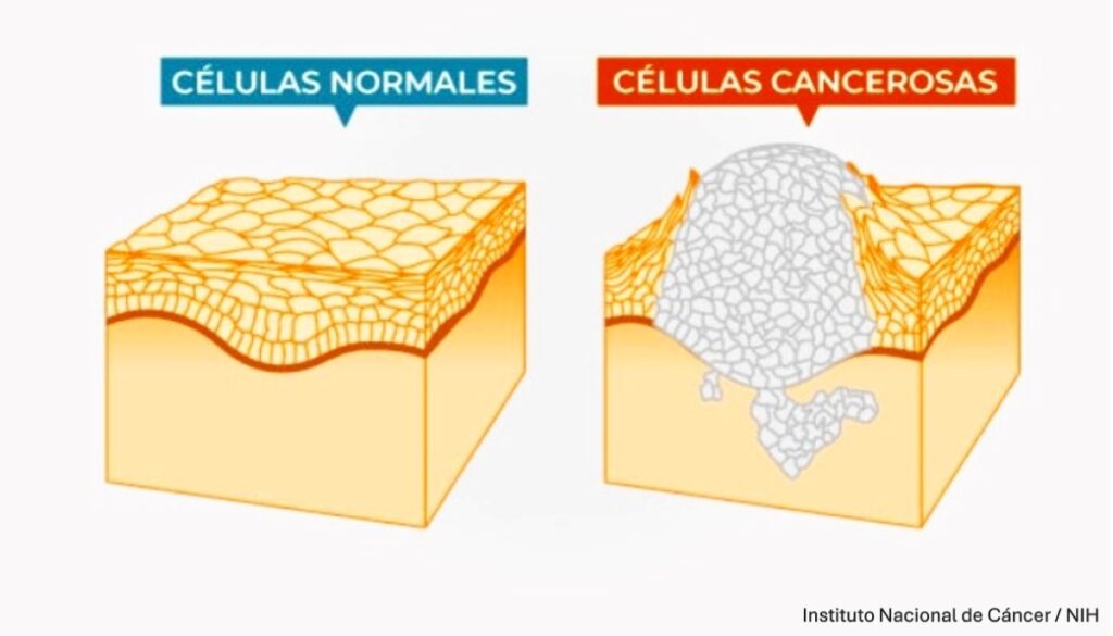 Células cancerosas_NIH Estados Unidos