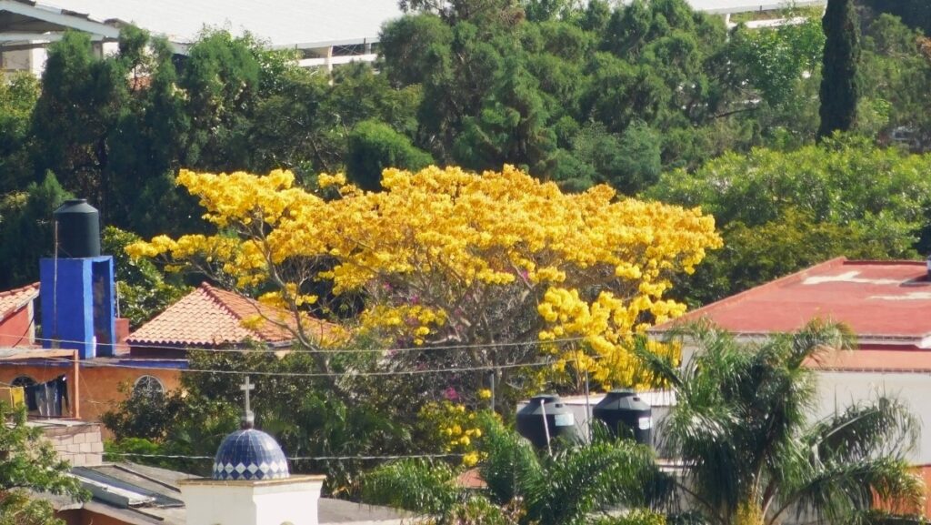 Inicio de la primavera_Antimio Cruz