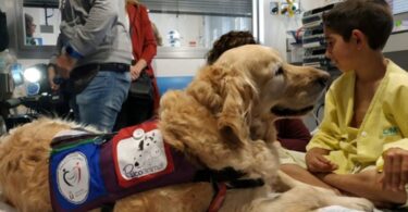 Perros-de-deteccion-medica_FMVZ-UNAM