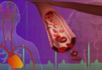 FOTO-1-Imagen-Microvasos-del-cerebro_USC