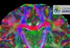 FOTO Algoritmo y cerebro_CIMAT